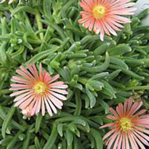 Delosperma 'Kelaidis'