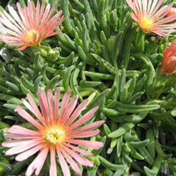 Delosperma 'Kelaidis'