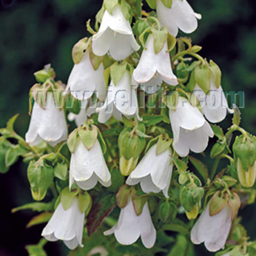 Symphyandra pendula 'Nickende Steinglocke'